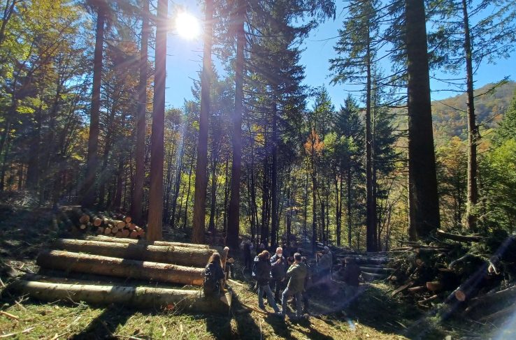 Cantiere di utilizzazione forestale con tronchi accatastati