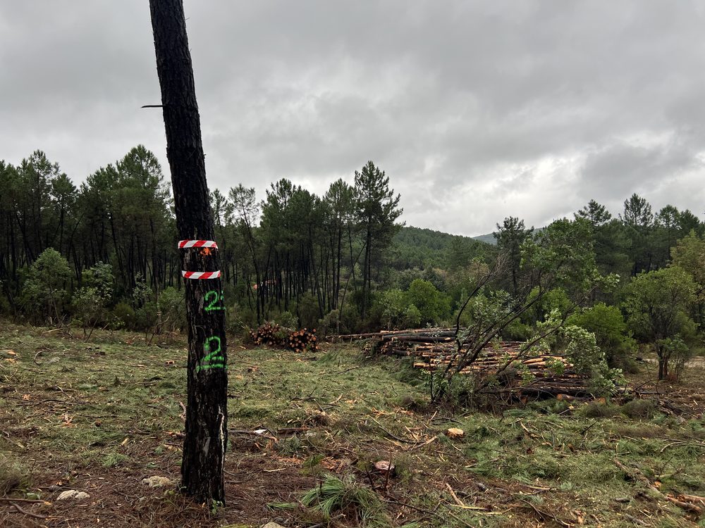 Pianta martellata e numerata in un cantiere di utilizzazione forestale