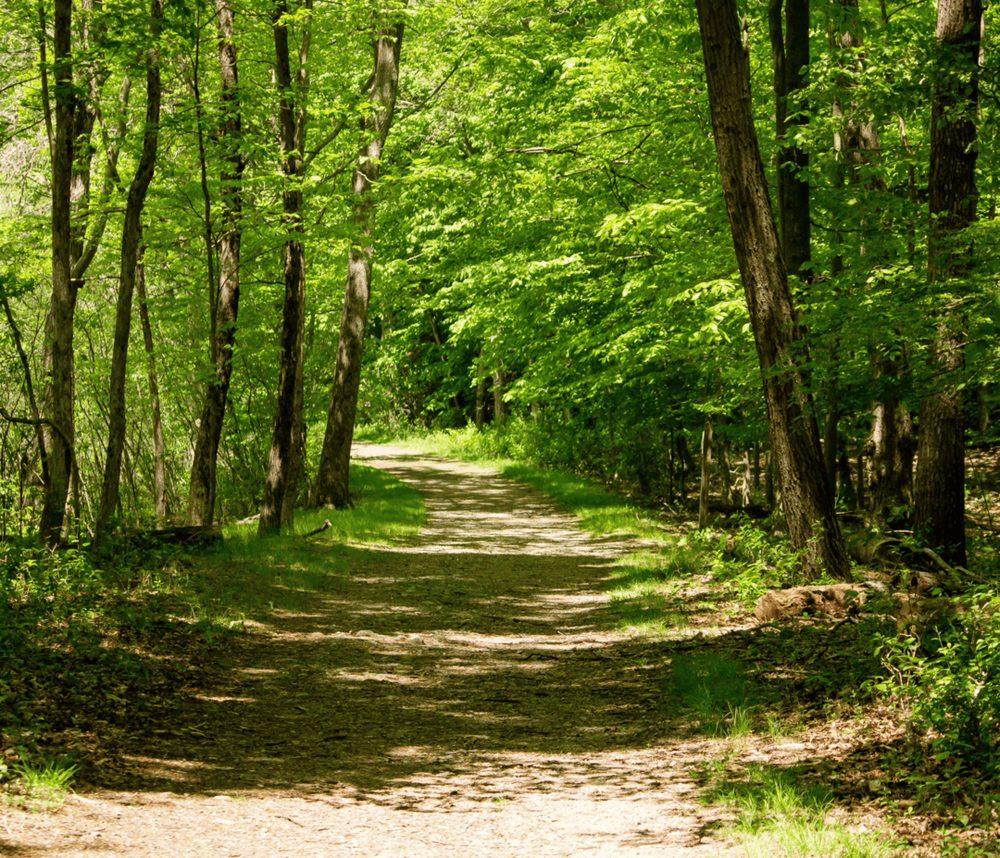 Sentiero in un bosco di latifoglie in primavera