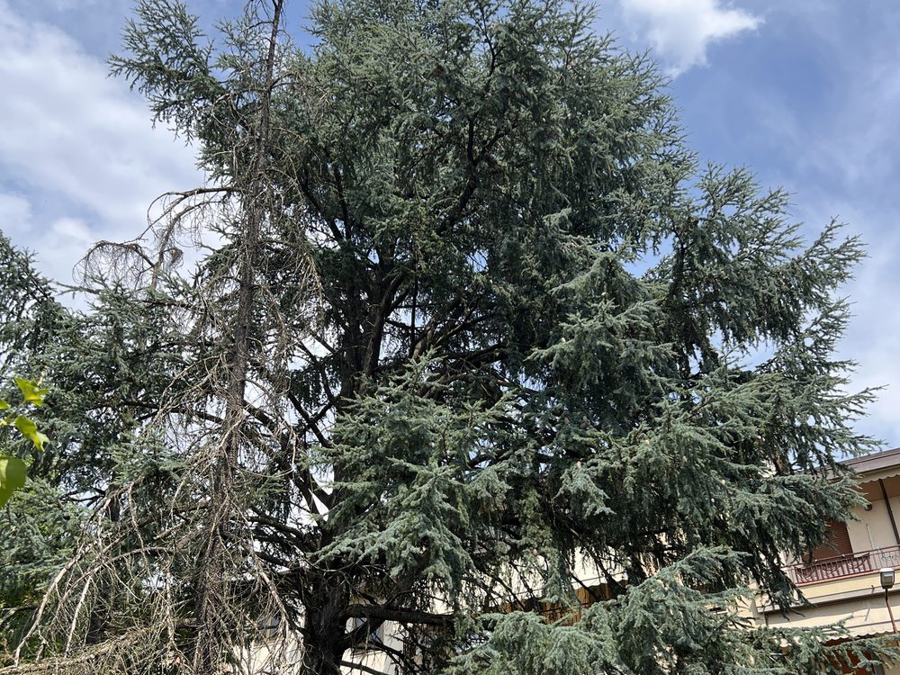 Cedro con branche secche in un giardino urbano, oggetto di valutazione di stabilità